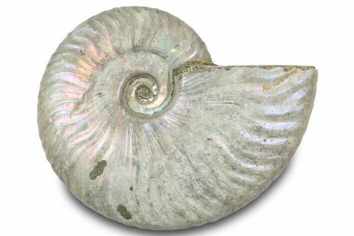 Silver Iridescent Ammonite (Cleoniceras) Fossil - Madagascar #317586